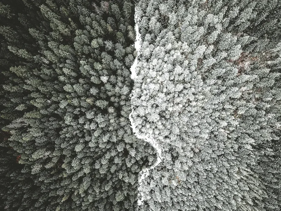 Aerial view of a forest divided unevenly but a road or river, with darker trees on the left and lighter trees on the right.