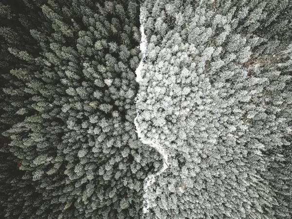 Aerial view of a forest divided unevenly but a road or river, with darker trees on the left and lighter trees on the right.